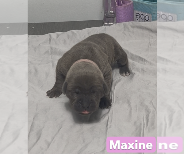 Medium Photo #10 Cane Corso Puppy For Sale in MOUNT MORRIS, MI, USA
