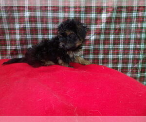 Yorkshire Terrier Puppy for Sale in PATERSON, New Jersey USA