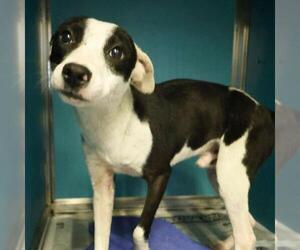 Labrador Retriever Dogs for adoption in San Antonio, TX, USA