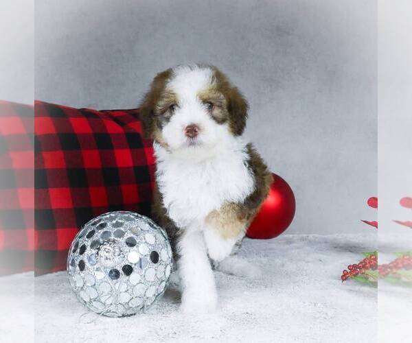 Medium Photo #3 Bernedoodle-Poodle (Miniature) Mix Puppy For Sale in DALTON, OH, USA