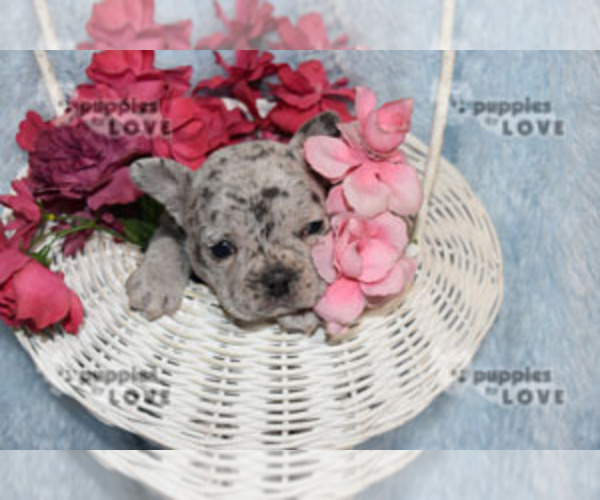 Medium Photo #15 French Bulldog Puppy For Sale in SANGER, TX, USA