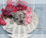 Small Photo #15 French Bulldog Puppy For Sale in SANGER, TX, USA