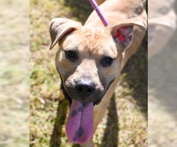 Medium Photo #1 Labrador Retriever-Unknown Mix Puppy For Sale in Glen Allen, VA, USA