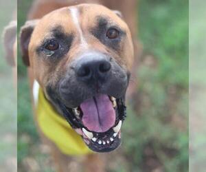 Boxer-Unknown Mix Dogs for adoption in San Antonio, TX, USA