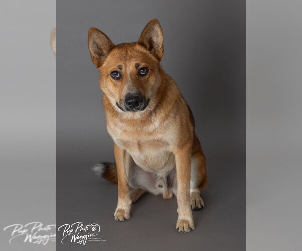 Medium Photo #2 Mutt Puppy For Sale in Claremore, OK, USA