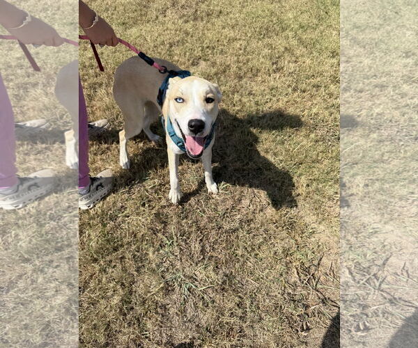 Medium Photo #3 Akita-Siberian Husky Mix Puppy For Sale in Corning, AR, USA