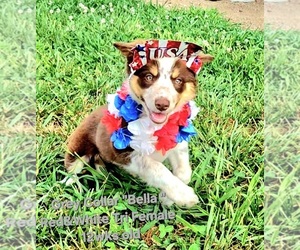 Border Collie Puppy for Sale in BYBEE, Tennessee USA