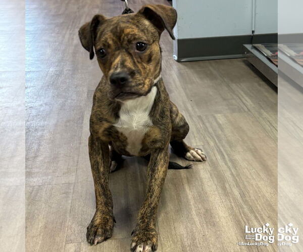 Medium Photo #2 Boxer-Unknown Mix Puppy For Sale in Washington, DC, USA