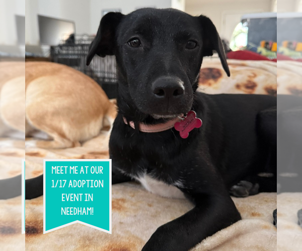 Medium Photo #9 Mountain Cur-Unknown Mix Puppy For Sale in Boston, MA, USA