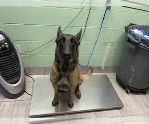 Mutt Dogs for adoption in Grand Prairie, TX, USA