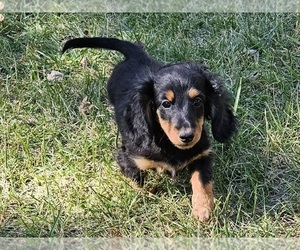 Dachshund Puppy for sale in CLARK, MO, USA