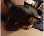 Small Photo #6 Chihuahua Puppy For Sale in PHILADELPHIA, PA, USA
