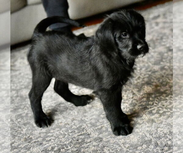 Medium Photo #2 Labrador Retriever-Unknown Mix Puppy For Sale in Mechanicsburg, PA, USA