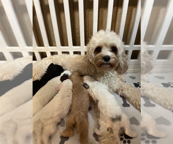 Medium Photo #1 Cavapoo Puppy For Sale in LAFAYETTE, TN, USA