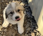 Puppy Black Collar Great Pyrenees