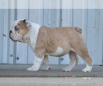 Small Photo #9 English Bulldog Puppy For Sale in STEPHENVILLE, TX, USA