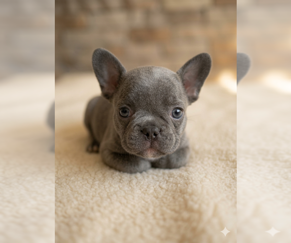 Medium Photo #4 French Bulldog Puppy For Sale in RENTON, WA, USA