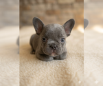 Small #3 French Bulldog