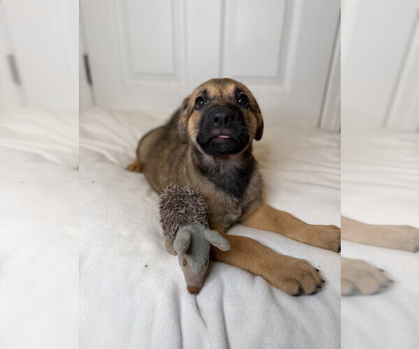 Medium Photo #4 German Shepherd Dog Puppy For Sale in Minneapolis, MN, USA