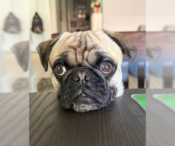 Medium Photo #4 Pug-Unknown Mix Puppy For Sale in Corona, CA, USA