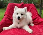 Puppy Bonnet Miniature American Eskimo