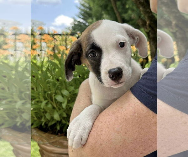 Medium Photo #3 American Pit Bull Terrier-Unknown Mix Puppy For Sale in pomfret, CT, USA
