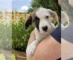 Small #2 American Pit Bull Terrier Mix