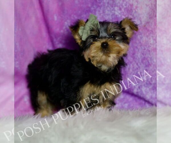 Medium Photo #2 Yorkshire Terrier Puppy For Sale in WARSAW, IN, USA