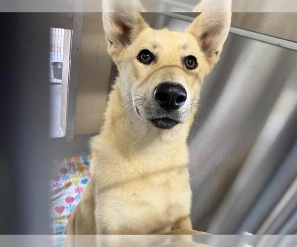 Medium Photo #1 German Shepherd Dog-Unknown Mix Puppy For Sale in Orange, CA, USA