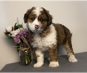 Bernedoodle (Miniature) Puppy for sale in FRANKLIN, IN, USA