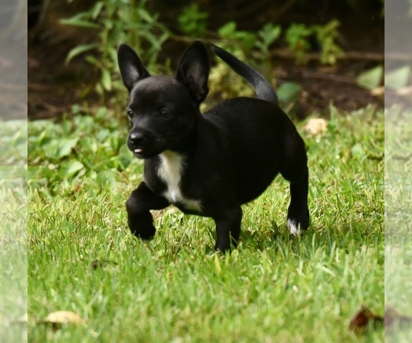 Medium Photo #5 Chihuahua-Unknown Mix Puppy For Sale in Mechanicsburg, PA, USA