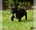 Small #4 Chihuahua Mix