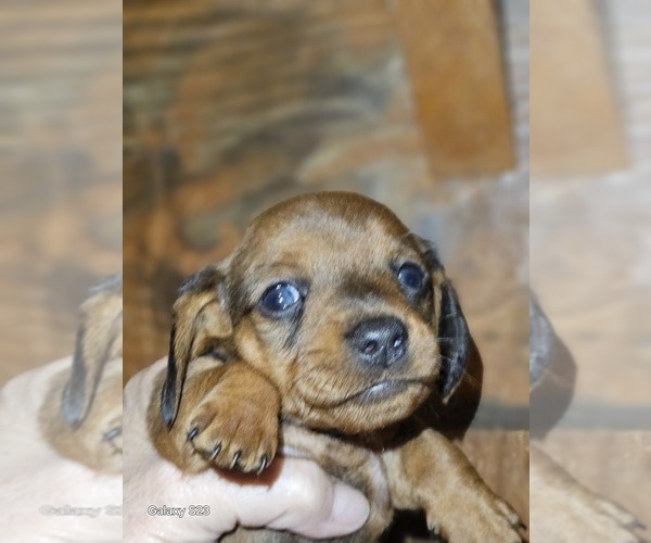 Medium Photo #1 Dachshund Puppy For Sale in FOX, MT, USA