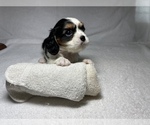 Small Photo #11 Cavalier King Charles Spaniel Puppy For Sale in BENTONVILLE, AR, USA