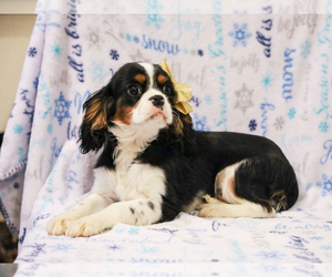 Cavalier King Charles Spaniel Puppy for sale in LIBERTY, KY, USA
