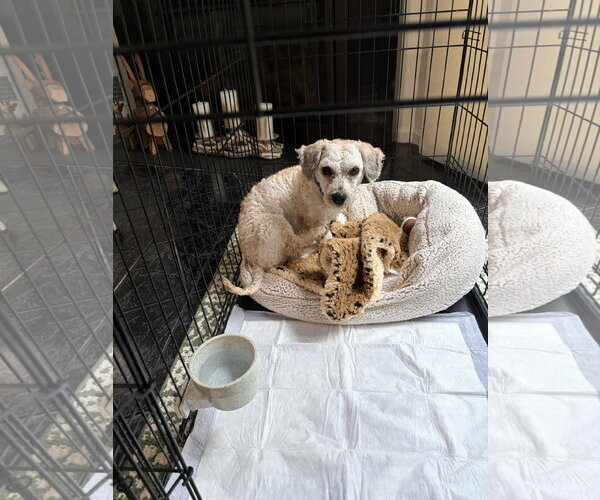 Medium Photo #5 Doxiepoo (Standard) Puppy For Sale in Rockaway, NJ, USA