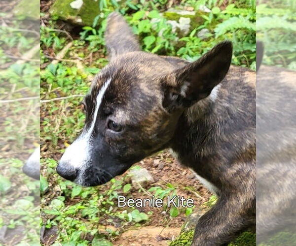 Medium Photo #8 Mutt Puppy For Sale in Ellijay, GA, USA