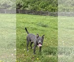 Small #9 American Pit Bull Terrier-Labrador Retriever Mix