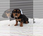 Small Photo #6 Basset Hound-Cavalier King Charles Spaniel Mix Puppy For Sale in DUNNVILLE, KY, USA