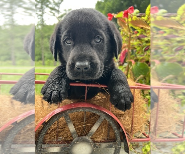 Medium Photo #1 Labrador Retriever Puppy For Sale in NEOLA, WV, USA