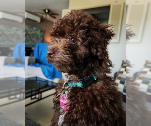 Poodle (Toy) Puppy for sale in DEERFIELD BEACH, FL, USA