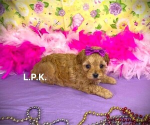 YorkiePoo Puppy for sale in WINNSBORO, LA, USA