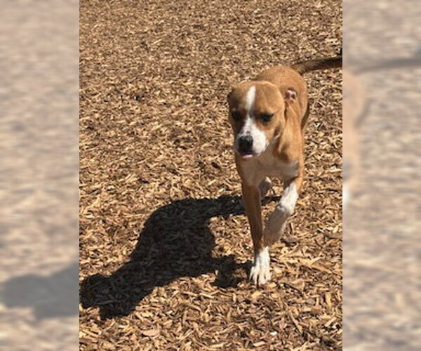Medium Photo #1 Boxer-Unknown Mix Puppy For Sale in Sparta, TN, USA