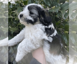 Mal-Shi Puppy for sale in WILMINGTON, DE, USA