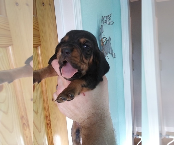 Medium Photo #10 Basset Hound Puppy For Sale in PETERSBURG, IN, USA
