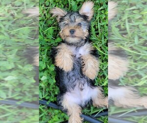 Yorkshire Terrier Puppy for sale in LEESBURG, FL, USA