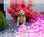 Small Photo #12 Cocker Spaniel-Poodle (Miniature) Mix Puppy For Sale in WARSAW, IN, USA