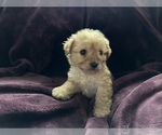 Puppy 2 Poodle (Toy)-Schnauzer (Miniature) Mix