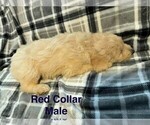 Puppy Red Goldendoodle