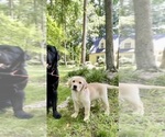 Puppy Pacha Labrador Retriever